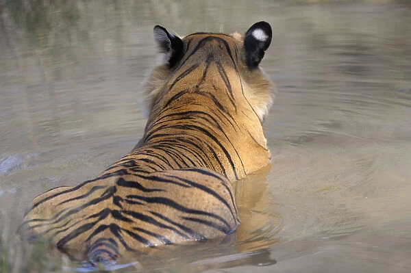 Bengal Tiger (Panthera tigris tigris) relaxing in water, seen from behind, India