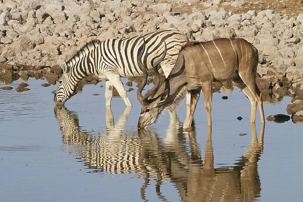 Greater kudu (Tragelaphus stepsiceros) stag and Burchellaes Zebra (Equus quagga burchellii