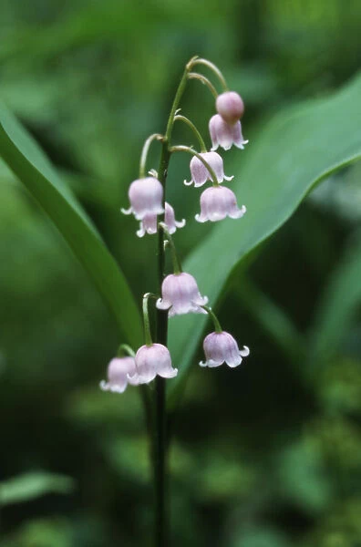 AKU_0059. Convallaria majalis f. rosea. Lily-of-the-valley. White subject. Green b / g