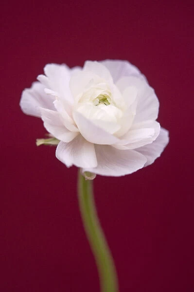 AMF_0114. Ranunculus - variety not identified. Ranunculus. White subject. Red b / g