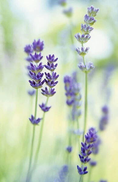 CS_2185. Lavandula augustifolia. Lavender. Purple subject