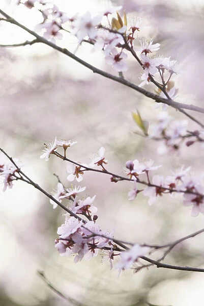 CS_2501. Prunus dulcis. Almond. Pink subject