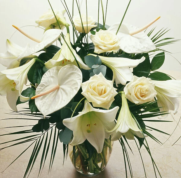 CS_2998. Lilium longiflorum. Lily - Easter lily. White subject