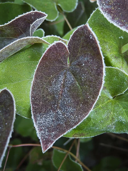 Epimedium, Epimedium x versicolor Sulphureum, Winter frosted foliage with a dark heart