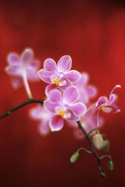 JB_134. Phalaenopsis - variety not identified. Orchid - Moth orchid. Pink subject. Red b / g