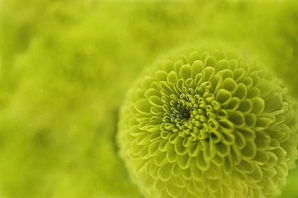 LW_0043. Chrysanthemum kermit. Chrysanthemum. Green subject. Green b / g