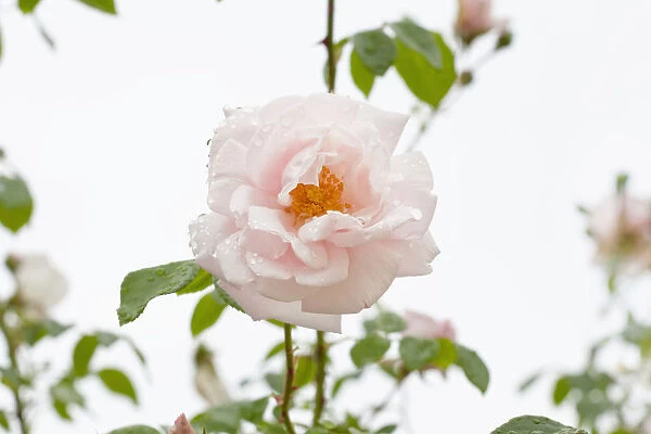 MA_0163. Rosa cultivar. Rose. Pink subject