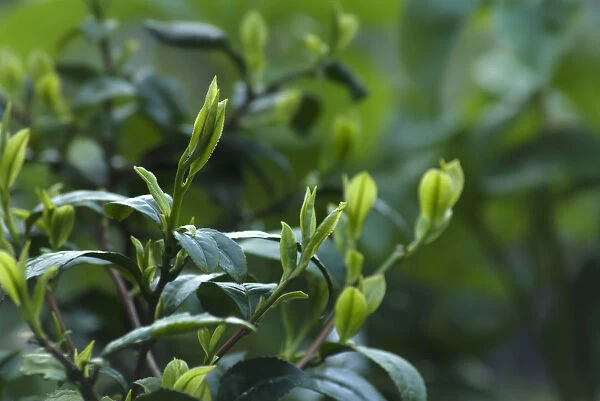 Tea plant, Camellia sinensis, Tips of the Tea plant which are the parts commonly used to