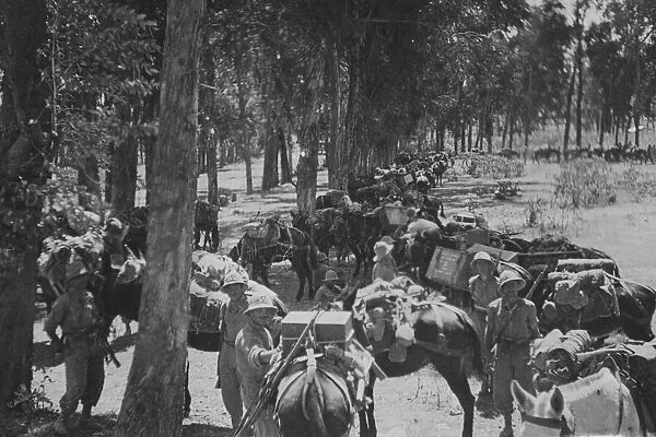 Abyssinian War October 1935 A Italian mule train on its way to the advance outpost