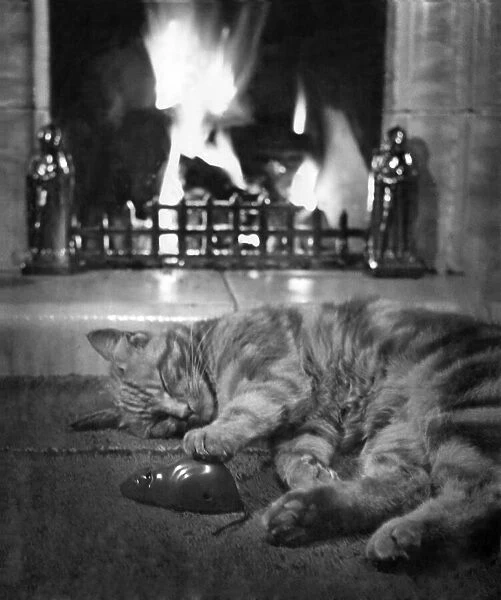 Animals - Cats: The end of the day. too tired to play Frolic and ramble