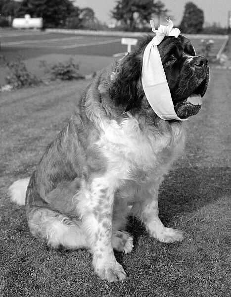 Animals Dogs St Bernard - Maureen Robinson of the snip hotel, Tina had a toothache