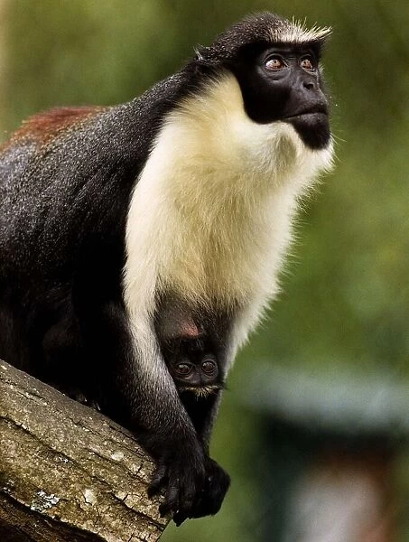 Animals Monkey baby Biblo is one of Port Lympne Zoo Park Diana Monkeys born 5  /  3  /  88