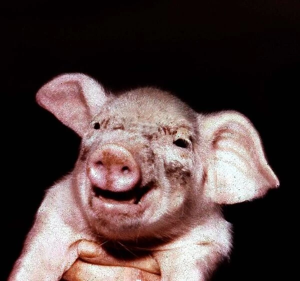 Animals - Pigs Piglett - may 1969