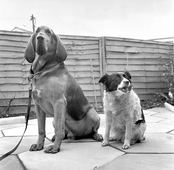 'Brutes'the blood hound and 'Mandy'the Mongrel dog