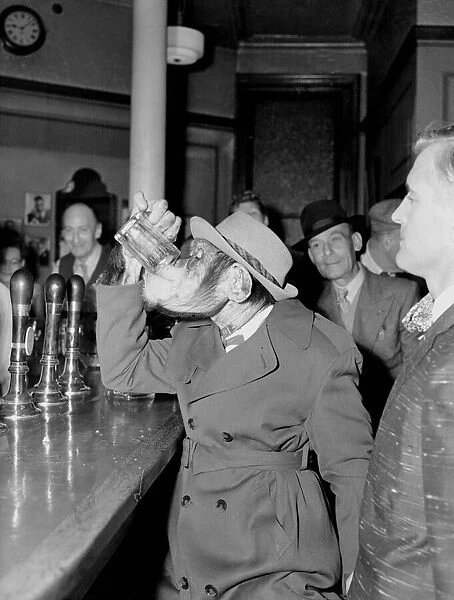 Chimp having a pint with his human friends at a pub - drinking beer May 1956