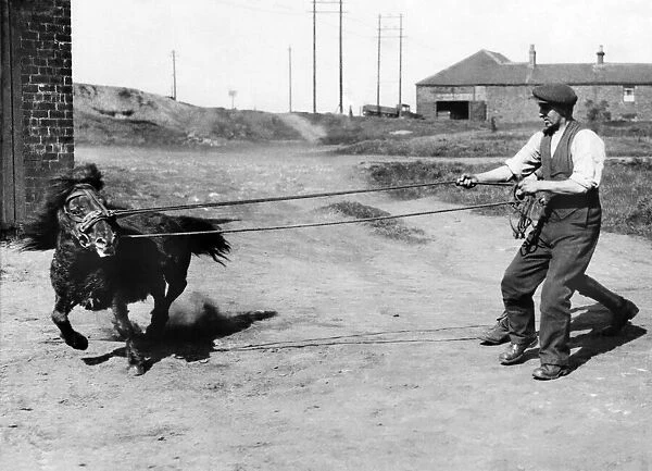 Coal Mining A man training a pony. for the pits. May 1936 P017818