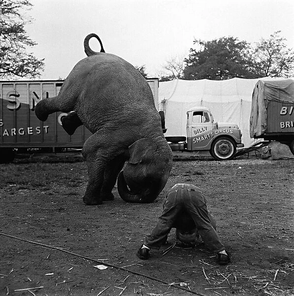 Elephant performing at a Circus Animal humour