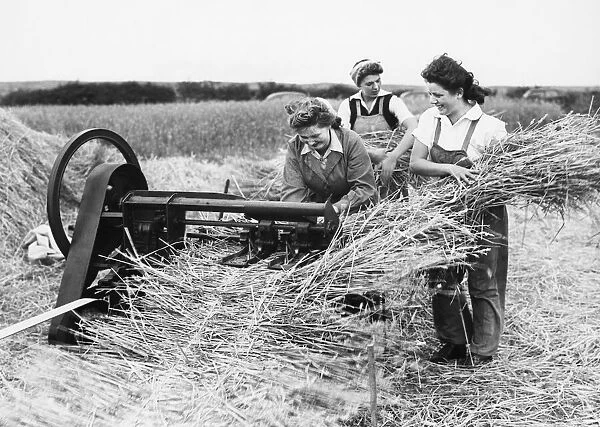 Girls of the Womens Land Army thatching in a field