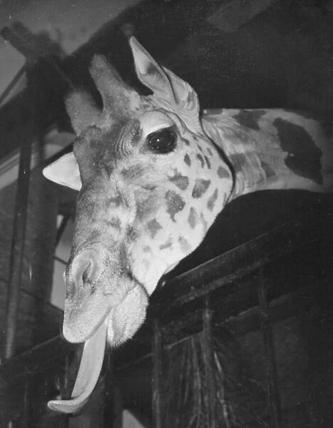 Judy the giraffe seen here in her stables at Bristol Zoo 1st December 1952