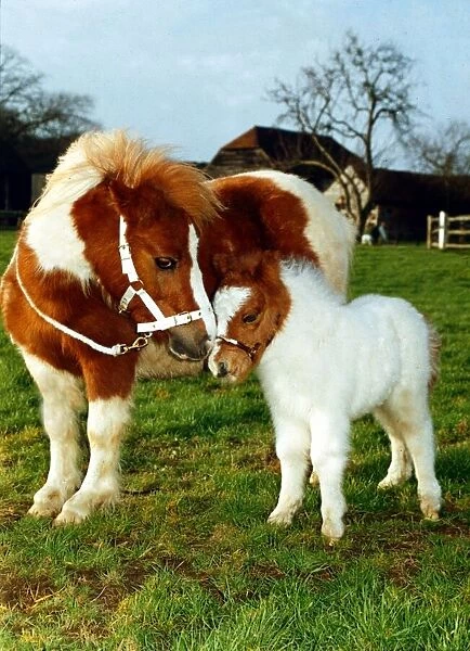 Miniature Shetland Pony foal called Star with mother whose name is Twinkle