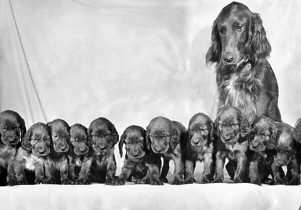 Mother red setter dog Scarlet O Hara with her litter of newly born pups June