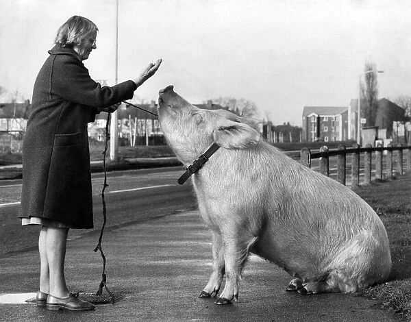 Porkie Walkie: The day Barbara Woodhouse mat Anna the performing pig nobody would bet
