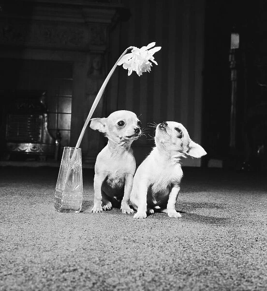 Two pups looking at a flower in a vase. 16th April 1962