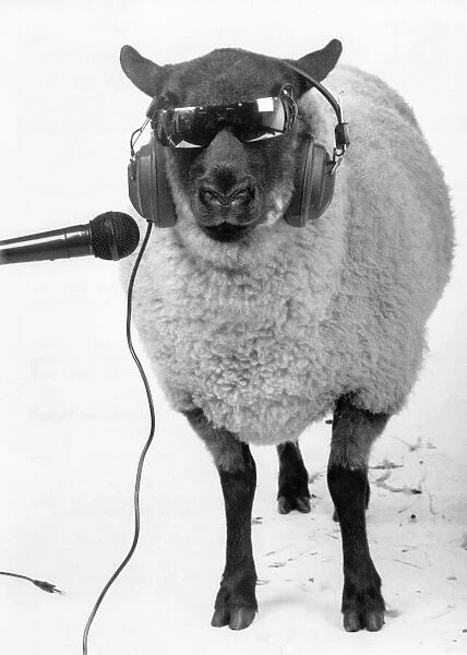 A sheep wearing sunglasses and earphones as he sings into a microphone Circa 1985