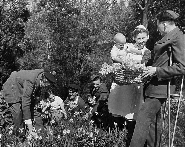 Soldiers recovering in hospital help one of the nurses pick flowers in the grounds