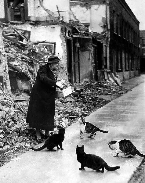 War Air raids Animals Cats October 1940 Mrs Caroline Roberts of Lindfield Street