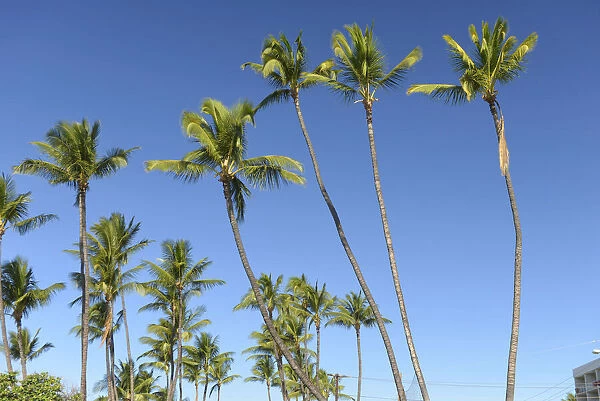 Maui. USA, Hawaii, Maui, Kihei, palm trees