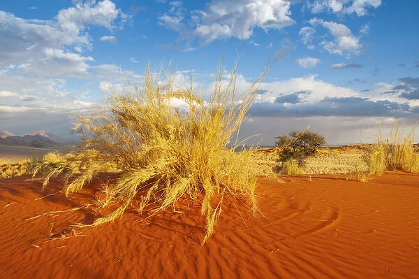 Wolwedans. Africa, Southern, African, Namibia