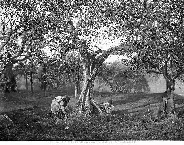 Children picking olives among the olive trees, on a hill in Santa Margherita a Montici, Florence