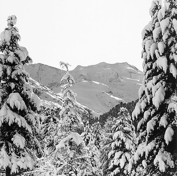 Spruce firs and mountains covered in snow in Valle dell'Engadina, in Switzerland