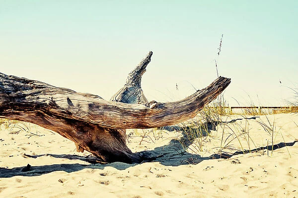 Georgia, Tybee Island, dead drift wood at beach
