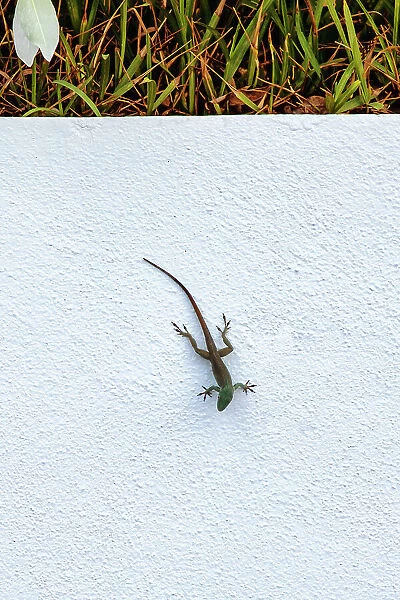 Lizard on white background