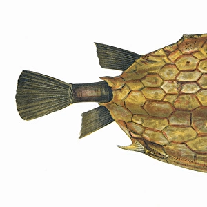 Acanthostracion quadricornis, or Four-Horned Trunkfish