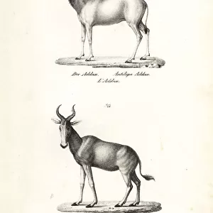 Addax antelope (critically endangered)