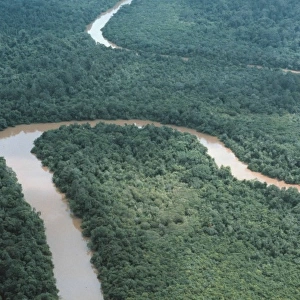 Aerial view of riverine forest