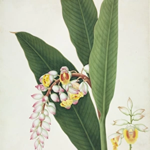 Alpinia zerumbet, shell ginger