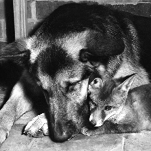 Alsatian dog and Fox cub