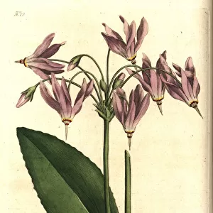 American cowslip or Meads dodecatheon, Dodecatheon meadia