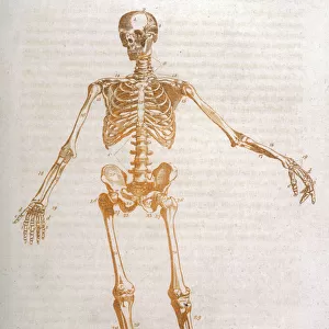 Anatomy: human Skeleton