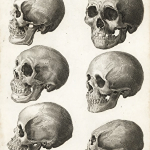 Anatomy of the human skull