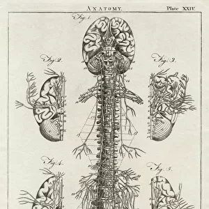 Anatomy - Spine and Brain