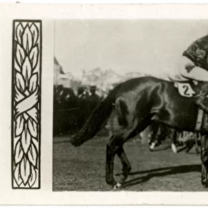 Aorangi, Australian race horse