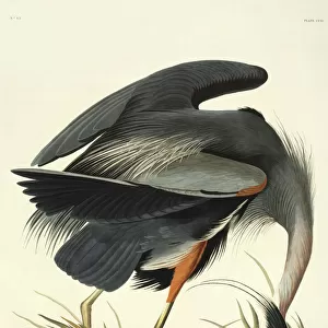 Great Billed Heron