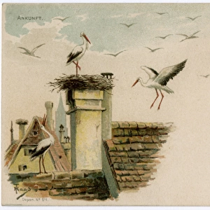 Arrival of the storks to their nest - Strasbourg