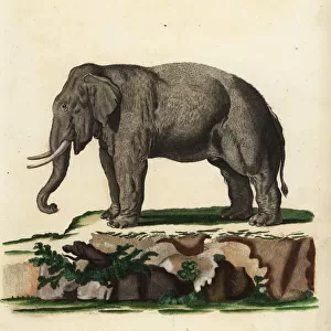 Asian elephant, Elephas maximus. Endangered