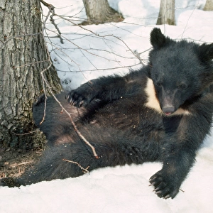 Asiatic Black bear - lying in snow